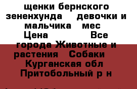 щенки бернского зененхунда. 2 девочки и 2 мальчика(2 мес.) › Цена ­ 22 000 - Все города Животные и растения » Собаки   . Курганская обл.,Притобольный р-н